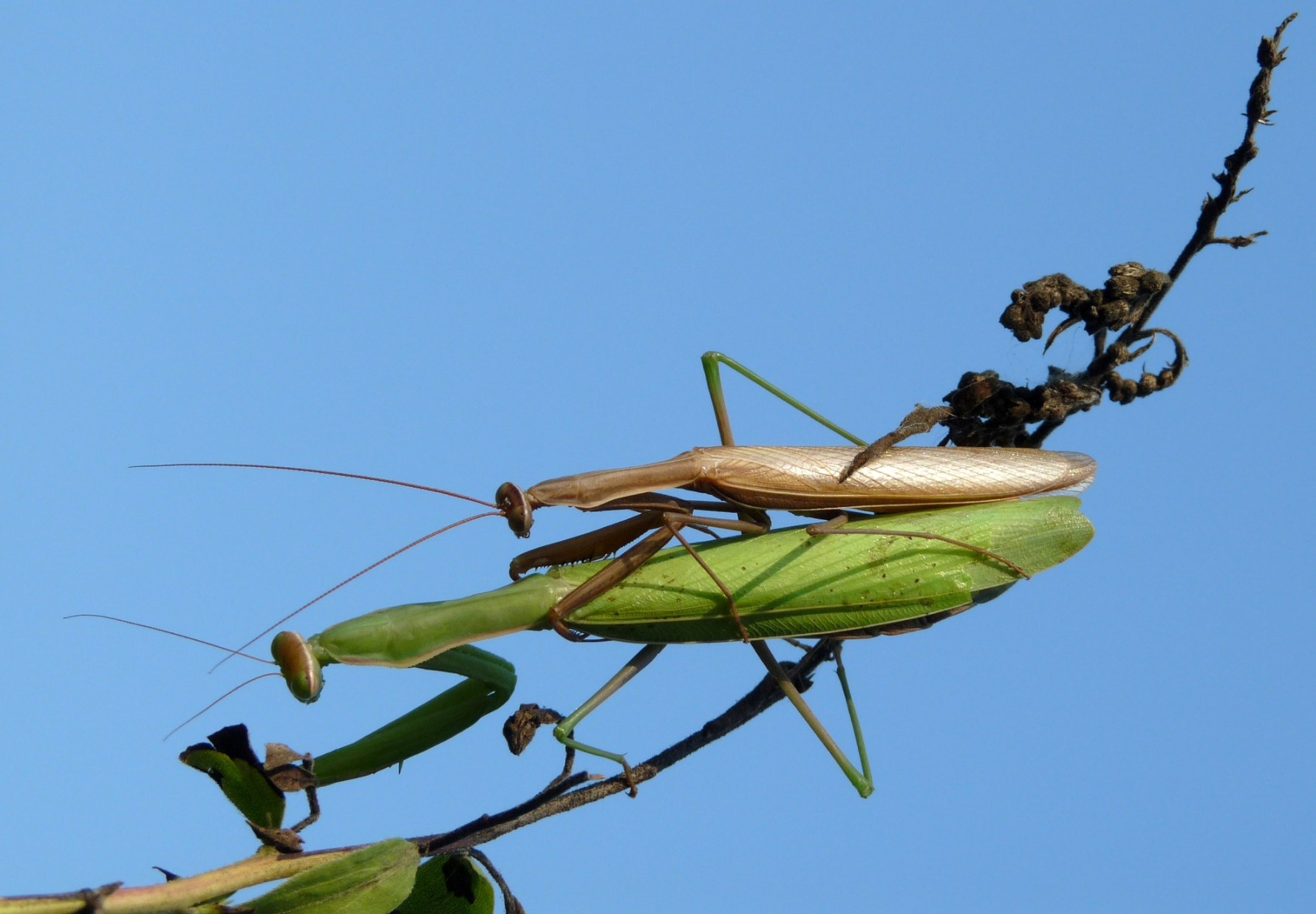 mantide religiosa accoppiamento